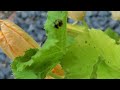 Spotted and Striped Cucumber Beetles & How To Protect Your Crops