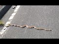Found huge gofer snake