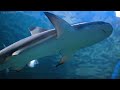 Aquarium 4k VIDEO (ULTRA HD) - Captivating Moments with Beautiful Coral Reef Fish - Relaxing Music