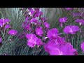 Beautiful Relaxing Music 🌼 Peaceful Meditation Music 🌼 Spring and Birds of World Relaxation Film