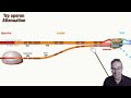 The Trp operon demystified