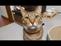 スケボー亀、大好きな猫とボール遊び【Skateboarding turtle plays ball with his favorite cat】