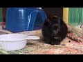 Guinea Pig Eating A Blueberry - June 21, 2024