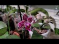 02.23.24 phalaenopsis orchid blooming update