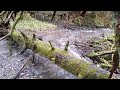 River bend and mossy logs