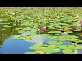 【自然の音】スイレン池の畔（野鳥のさえずり） / Nature Sounds - The Shore of the Water Lily Pond (Wild Birds Singing)