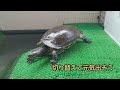 Red-eared slider becomes active and falls over; sisters' actions were questionable [turtles]