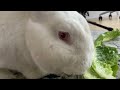 Rabbits Eating Dill and Lettuce