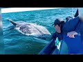 RARE Footage - The Migration of Magdalena Bay's Gray Whales | Captivating Documentary