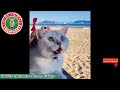 🐱TikTok Animals-Funny and Cute -Cat Video #27 ||TikTok Animals-Funny and Cute Channel.