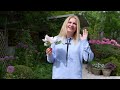 Rhododendron, Phlox, and Catmint: Care, Pruning, Pests, and Garden Insights | Garden with Marta