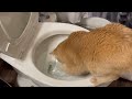 What the frick why is this cat Playing with a toilet?