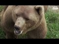 Bear Who Spent His Life In A Cage Is Thrilled To Play In Snow  | The Dodo First Taste Of Freedom
