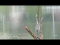 枝を拾っては落とす、一途なアオサギ@勅使池 / devoted Grey Heron picking up and drop a branch at Chokushi Pond