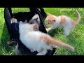 The kitten tries to convince the mother cat to run away and go home.#cat #video #catvideos