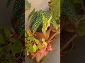 Biggest begonia lotusland leaves 24 inch