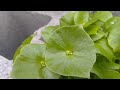 Miner's Lettuce Growth Phases