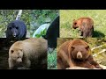 Brown Bears vs. Black Bears: How to Distinguish Them???