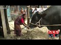 ৩৫ মণের 'কালা পাহাড়' খেতে পছন্দ করে আপেল,মাল্টা | Qurbani Cow | Somoy TV
