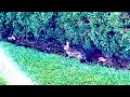 Is it the Easter Bunny? He hopped right by me! #cute #animal #sweet #viral #viralvideo #viralvideos