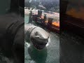 Shark only at Universal Studios!