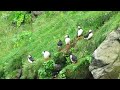 Seydisfjordur, Iceland - Puffins