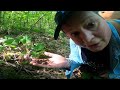 How to Find Black Trumpet Mushrooms? #mushroomhunting, #foraging, #blacktrumpets