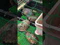 我が家のイシガメ軍団（ウンキュウも)🐢🐢🐢🐢💨#亀飼育 #shorts