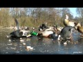 Coots & Ducks on Ice Convention (lunch time)