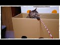 【捨て猫】ダンボールハウスで遊ぶ もちこさん&こたろうくん😺😸💖 Cats playing in a cardboard house!!😺💕