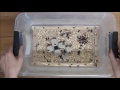 How to build a mealworm farm!