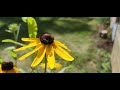 Busy Bees and a talkative Chickadee