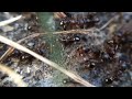 Ant War