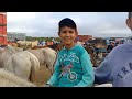 FEIRA DE CAVALOS E BURROS EM CAMPINA GRANDE-PB 07/08/2024 #EQUINOS