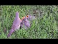 Baby Birds Found in Grass - Rescued