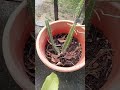 Ðragonfruit pruning for propogation. Baby Dragonfruit cactus.