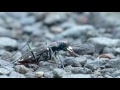 Tiger Beetle Running And Eating