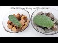 How to Propagate Cactus Leaf Cuttings in Water with Glass Bowl (Opuntia Leucotricha Propagation)