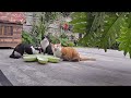 The stray cat mother begs for food to feed her kittens but is too reluctant to eat herself.