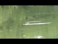 獲物を捕らえたカイツブリ@勅使池 / Little Grebe catching prey at Chokushi Pond