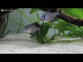 🎵 Relaxing Angelfish Aquarium with Sleep Music