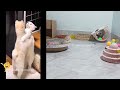 Funny ANIMALS videos🐶Funniest CATS😻 and DOGS😍 2024