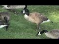 CRAZY CANADA GEESE