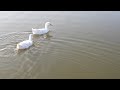 Two White ducks