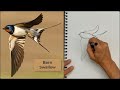 Let's Sketch the 2023 World Migratory Bird Day Featured Species!