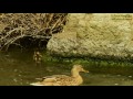 A mother duck attacks baby ducks that can't run and escape!