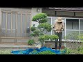 [A nostalgic Japanese life] Pulling out weeds, pruning the garden trees, having tea | 101