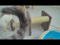 When Cats Are So Silly 😘 Best Funny Video Compilation 😹