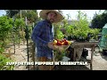 My Best Tips for ABUNDANT Pepper Harvests