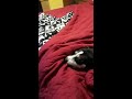 Redstar non content - Smol Dog VS Blanket Hand